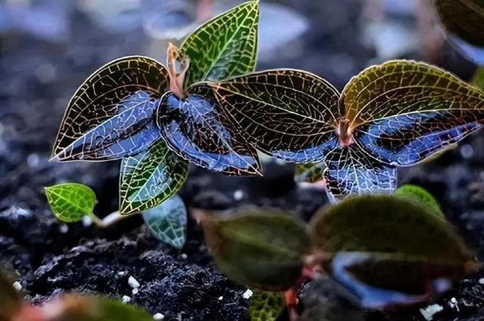 大名鼎鼎的金线莲，曾经卖到4万一公斤，如今是国家二级保护植物
