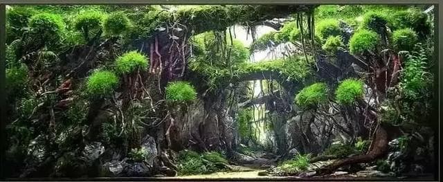 详细介绍几种常用的草缸造景石