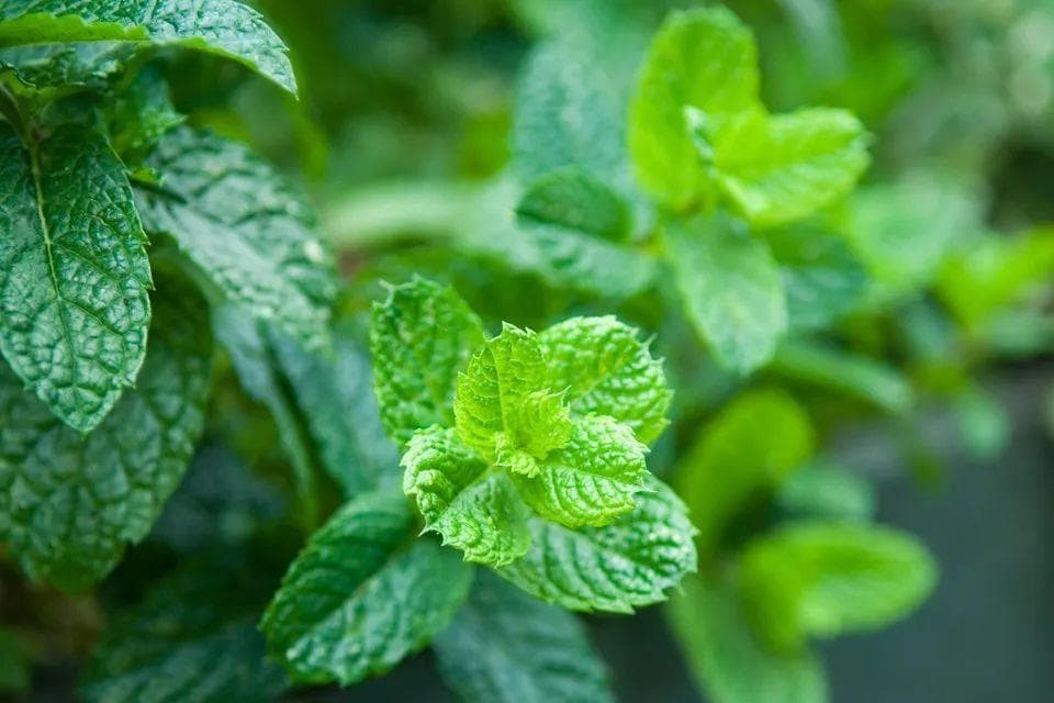 薄荷水培扦插教程：轻松掌握薄荷枝条生根技巧