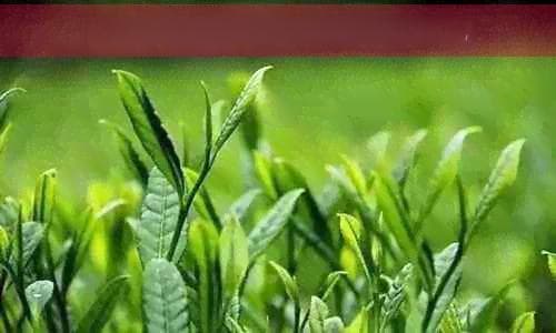 莲花峰茶：探究其寒性特质与适宜饮用时机