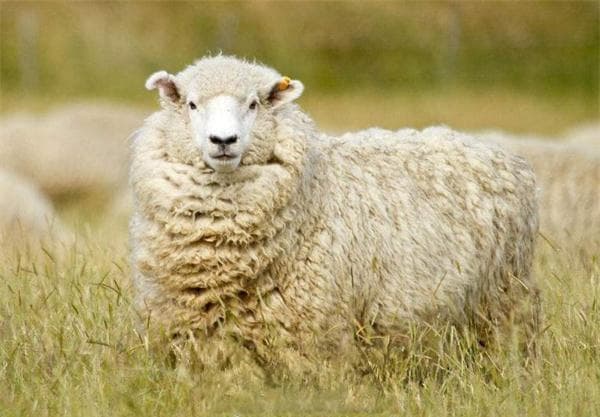 绵羊瘤胃积食的病因、症状与防治方法