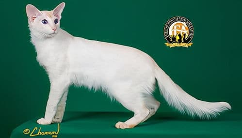 重点色短毛猫种类盘点，养猫必备指南！