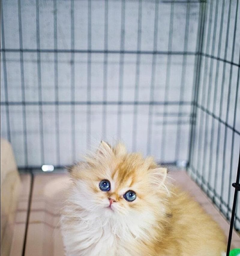 猫咪为什么会突然炸毛？（探索猫咪炸毛的原因和行为解读）