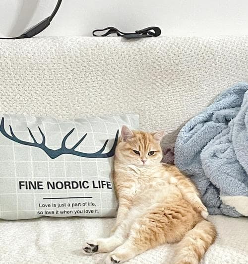 十四种训猫良方：让流浪猫对铲屎官服服帖帖