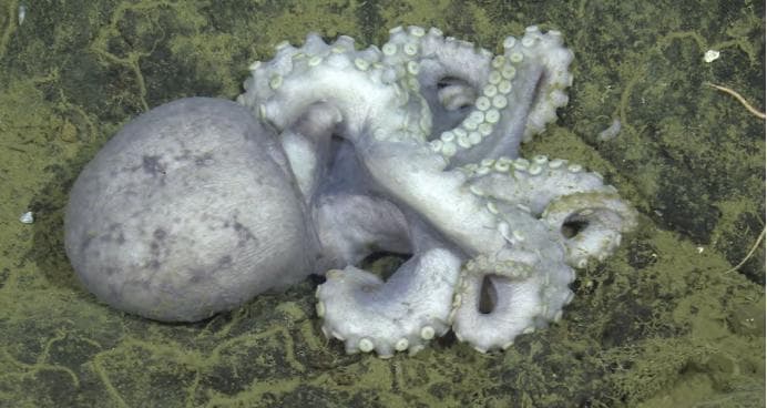 章鱼——海洋中的智慧伪装大师