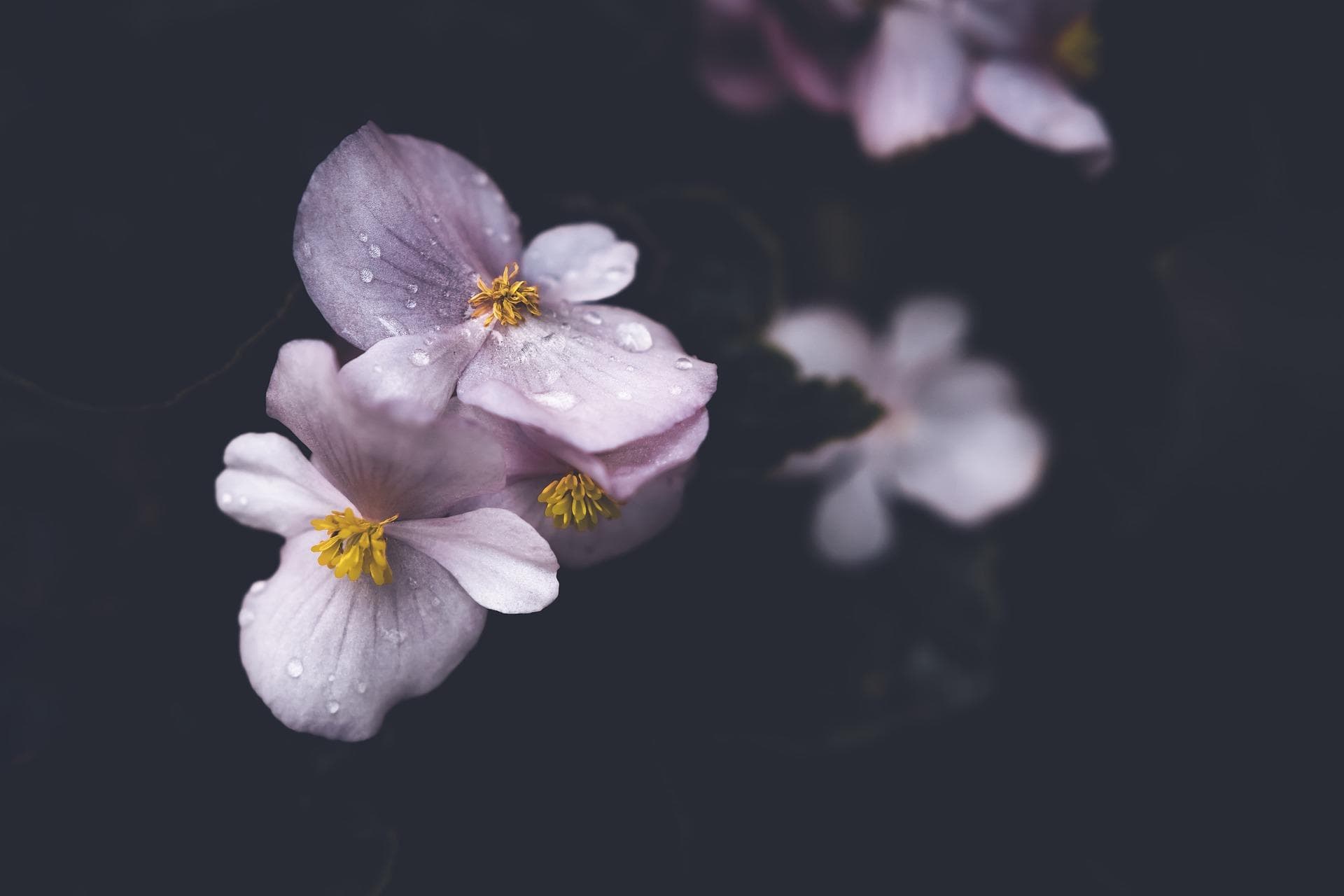 海棠的花语和象征意义是什么