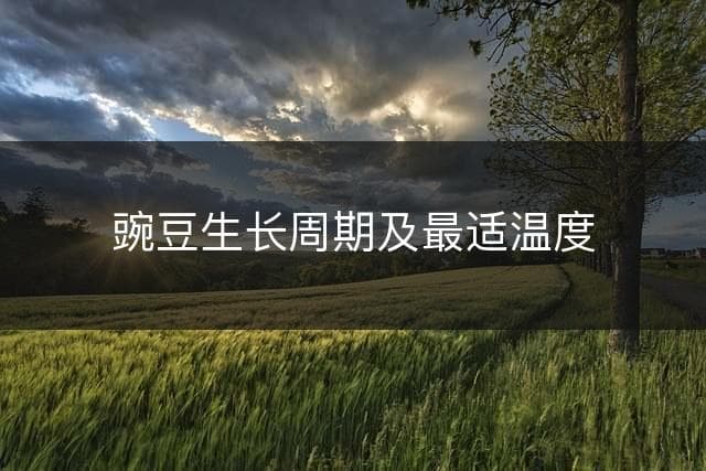 豌豆生长周期及最适温度