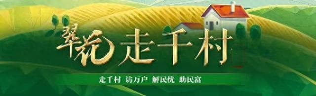 春日大棚“蜂”景线：吉林蓝莓园迎来熊蜂授粉