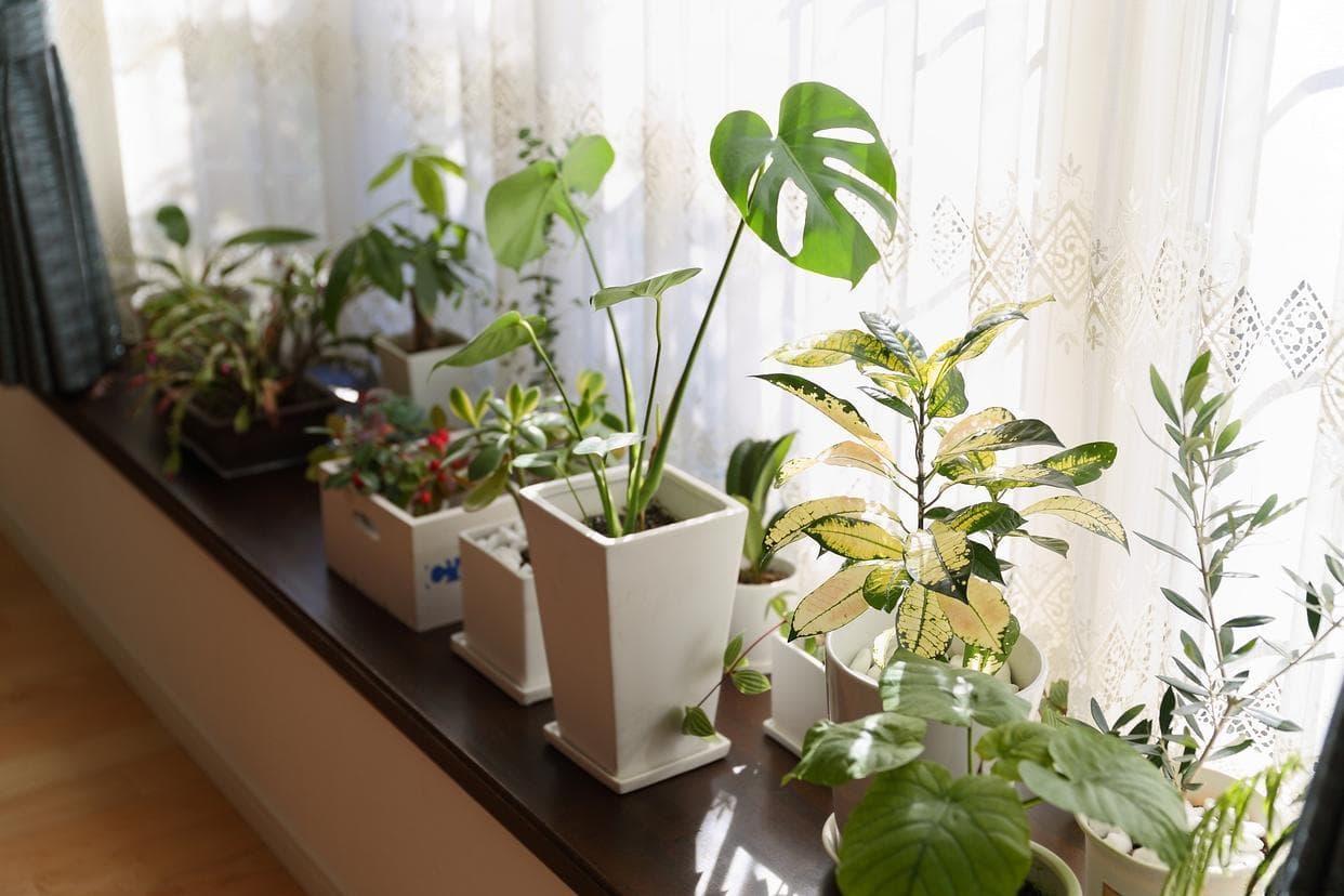 卧室养植物有讲究：4种植物+3种花朵助你睡得更好