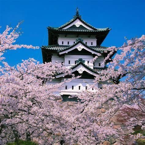 日本留子们，这份赏樱攻略一定要收好