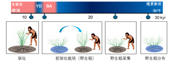 科学家找到水稻从野生到驯化的关键证据