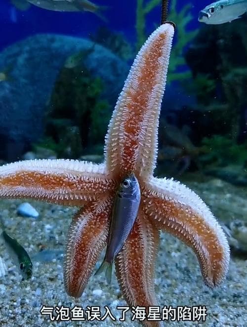 海星是食肉动物还是食草动物（海星食肉还是食草？揭秘海洋神秘食性）