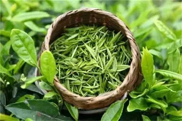 孔四新 ：茶仙卢仝笔下的阳羡茶与黄金芽