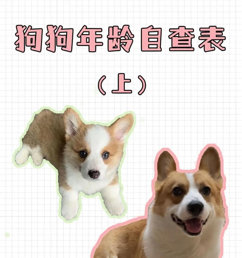 狗狗年龄与人类年龄对照表：从幼年到老年全方位养护指南
