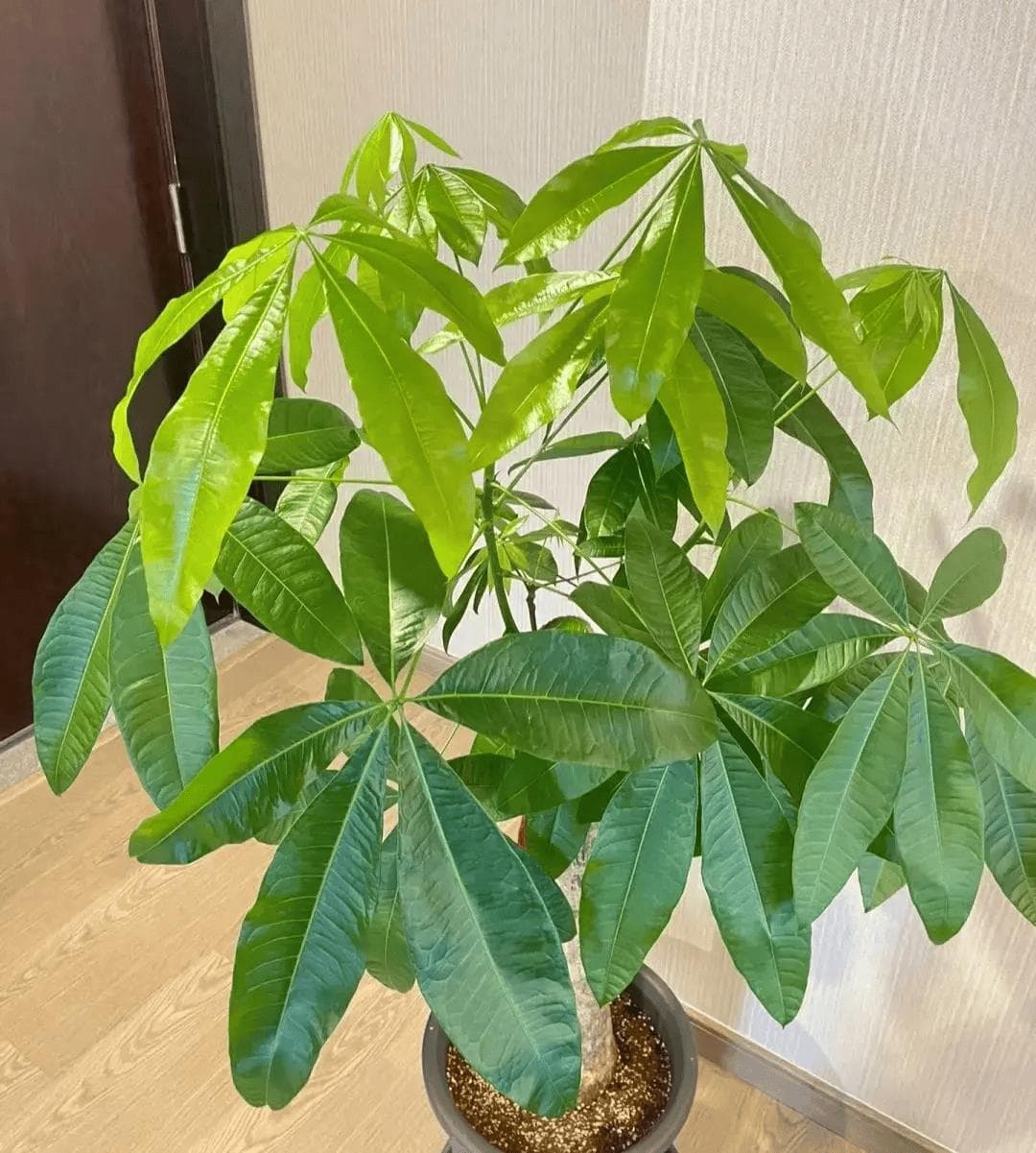室内养发财树，建议：不要在这3个地方摆！不是迷信，是真为你好