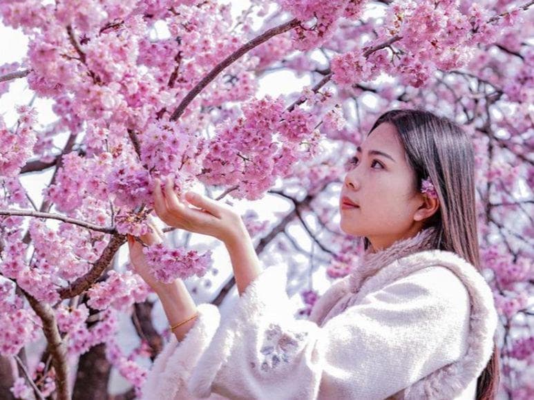 樱花盛宴来袭！武汉樱花最佳观赏期就藏在这份攻略里