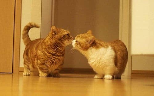 猫咪肝脏肿大怎么办？食疗与药物双管齐下