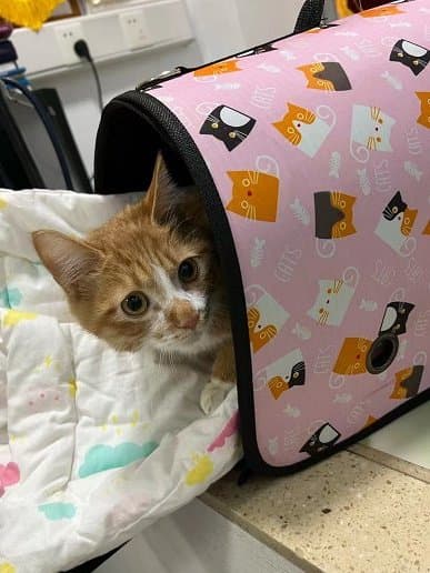 猫传腹不能仅靠消炎药治疗，需综合治疗方案
