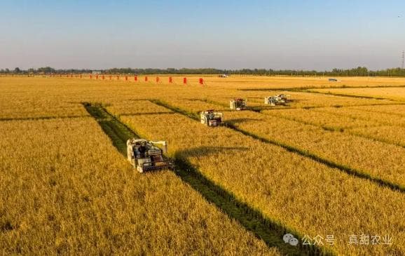 一亩地能赚多少钱？各类农作物种植效益详解