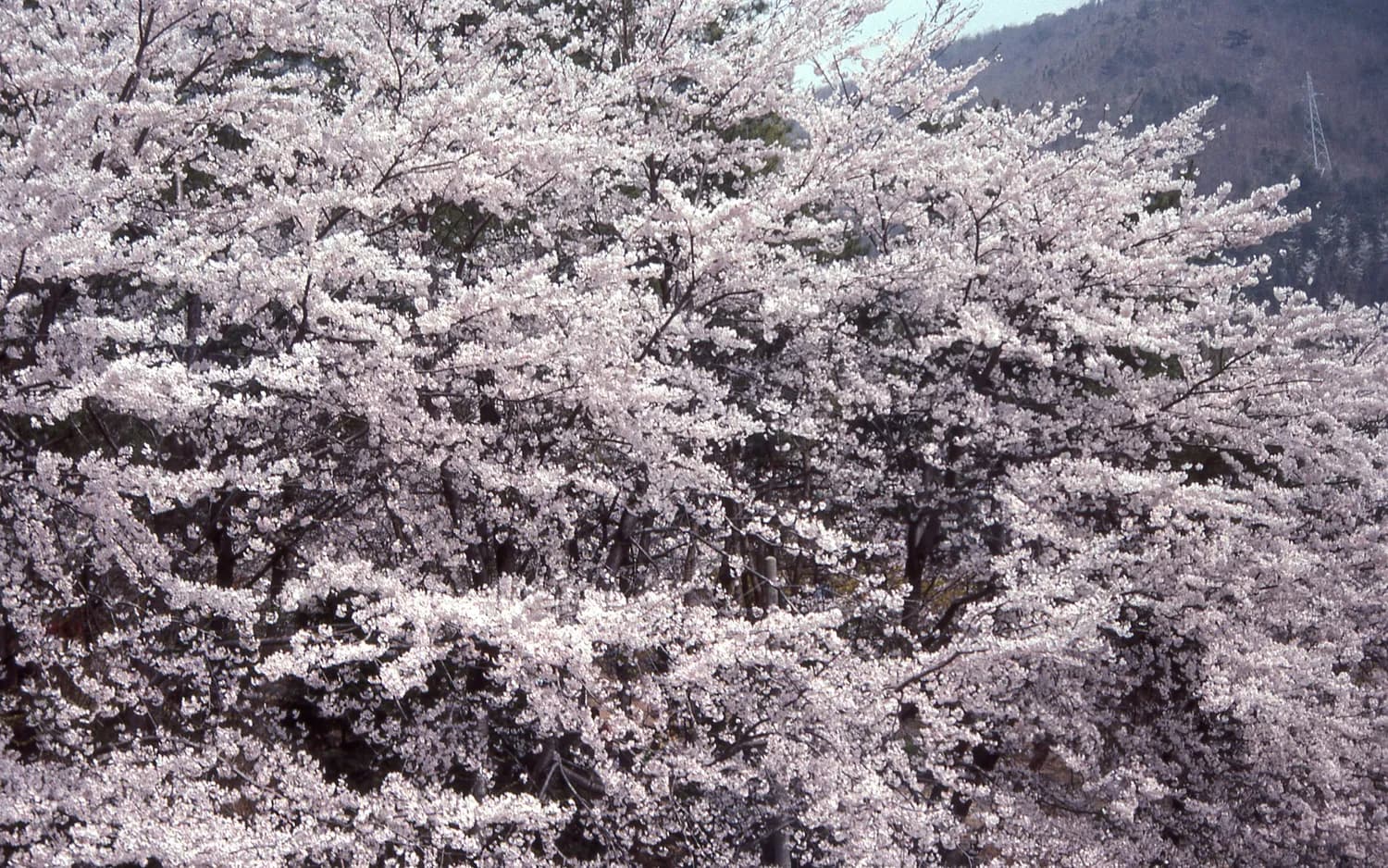 春日打卡：广东梅州阴那山樱花盛放攻略