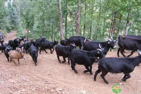 黑山羊养殖技术和管理方法