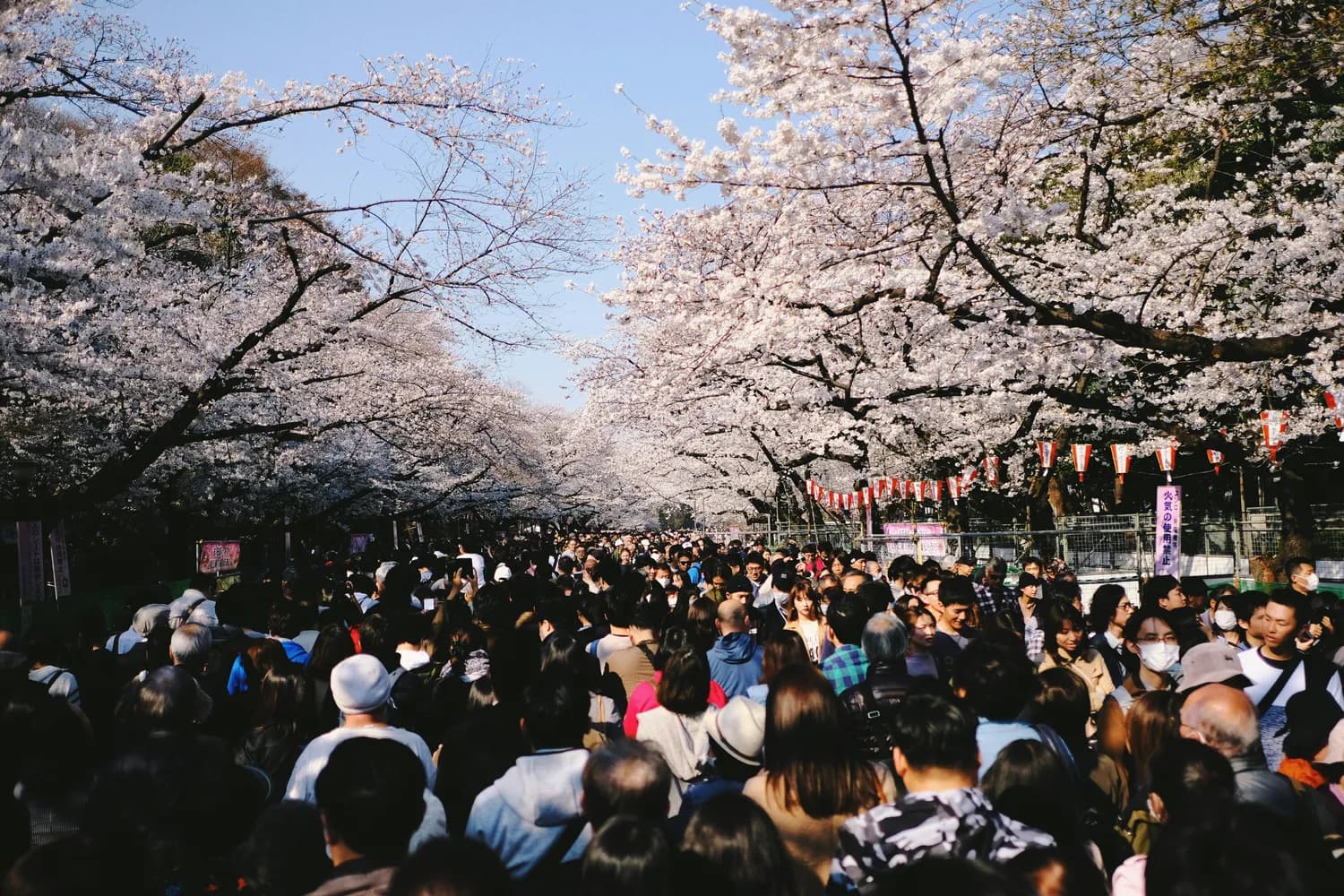 春节去日本：体验异国年味与早樱浪漫