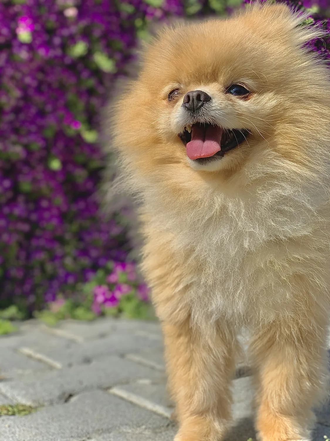 从梳理到饮食：博美犬换毛期科学护理指南