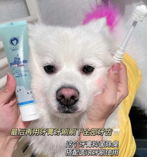 狗狗口腔健康全攻略：从清洁到护理的全方位指南
