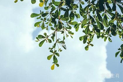 三会虎兔龙：文化意义与实际影响解析