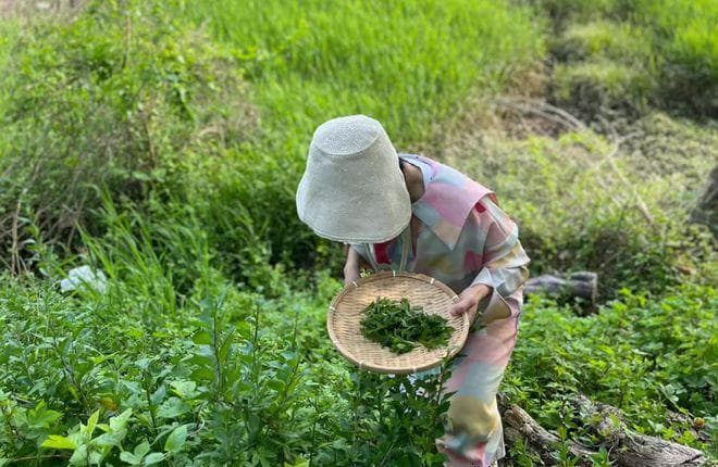 枸杞叶，又名地仙苗、天精草，有4大作用，农民朋友要了解！