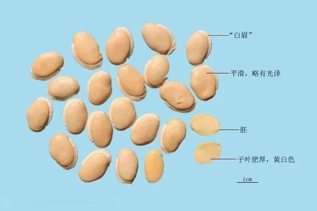 湿热交加，省名中医推荐3味祛湿中药、5种食疗方