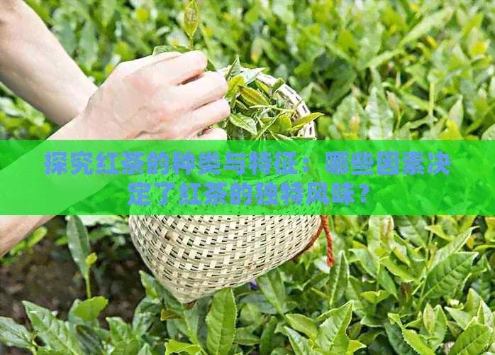 探究红茶的种类与特征：哪些因素决定了红茶的独特风味？