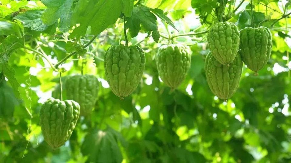 江门美食太全面了！这份“揾食宝典”，让人闻“香”而动