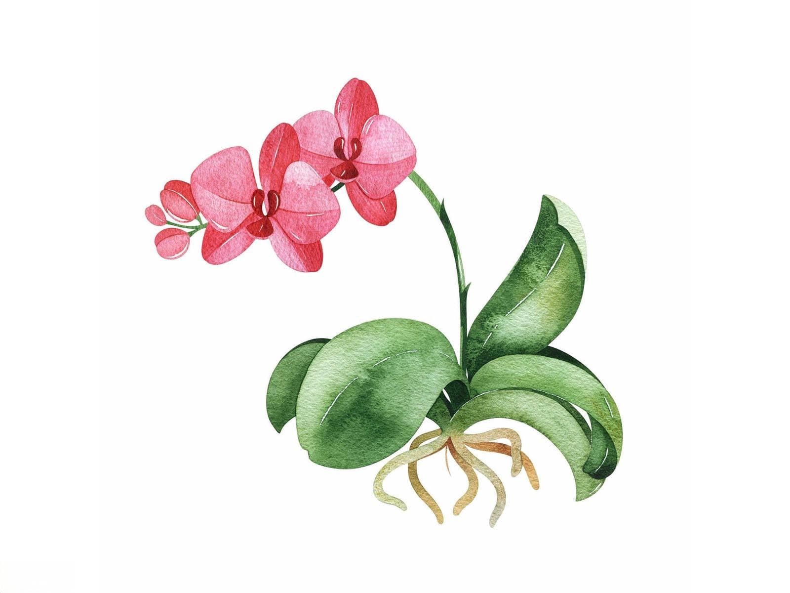兰花肥的正确打开方式：让兰花茁壮成长的秘诀？