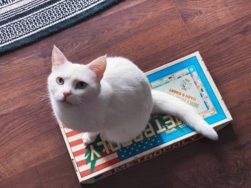 科学养护断奶幼猫，呵护幼小生命