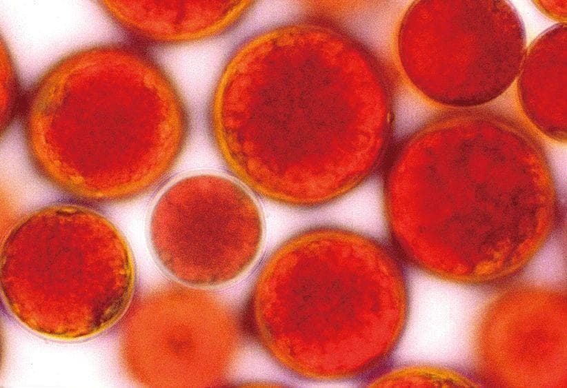 揭秘虾青素：抗氧化之王的科学依据