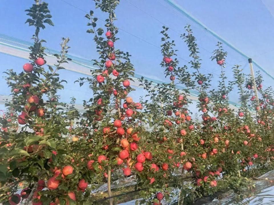 铜川宜君：科技赋能 推动苹果产业优化升级