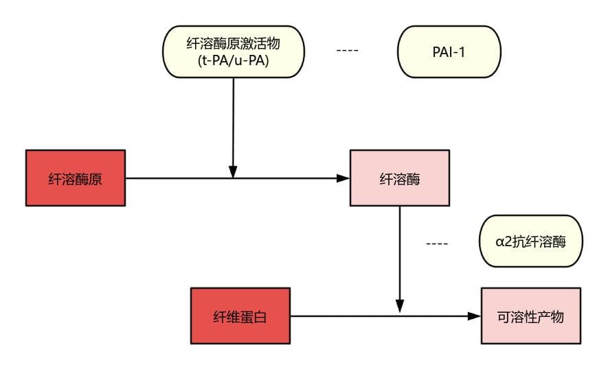 溶栓药物从机制到研发的历程