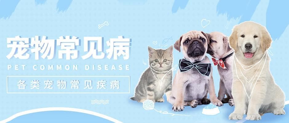 【宠物生病】宠物常见疾病如何治疗 陪伴爱宠健康成长