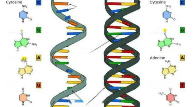 八种核酸提取纯化方法及原理简介