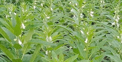 黑芝麻什么时候种植最好？种植方法有哪些常见问题？