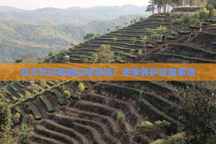北方可以种植山茶花吗？冬季养护注意事项