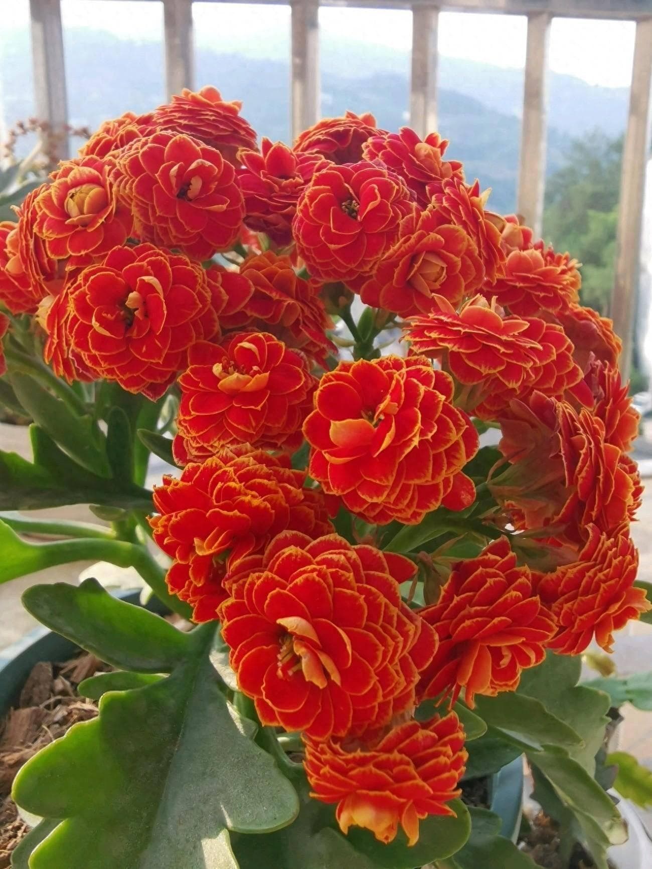 养长寿花，做3点，花苞多花朵大花期长，一年四季开花，喜庆洋气