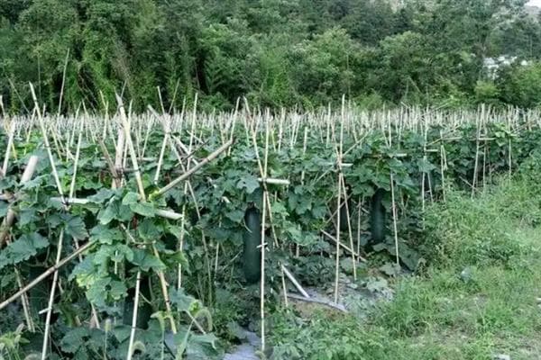 冬瓜怎么管理，定植后追施2-3次粪水