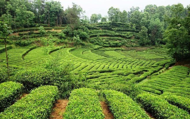 茶树产出好茶的管理方法