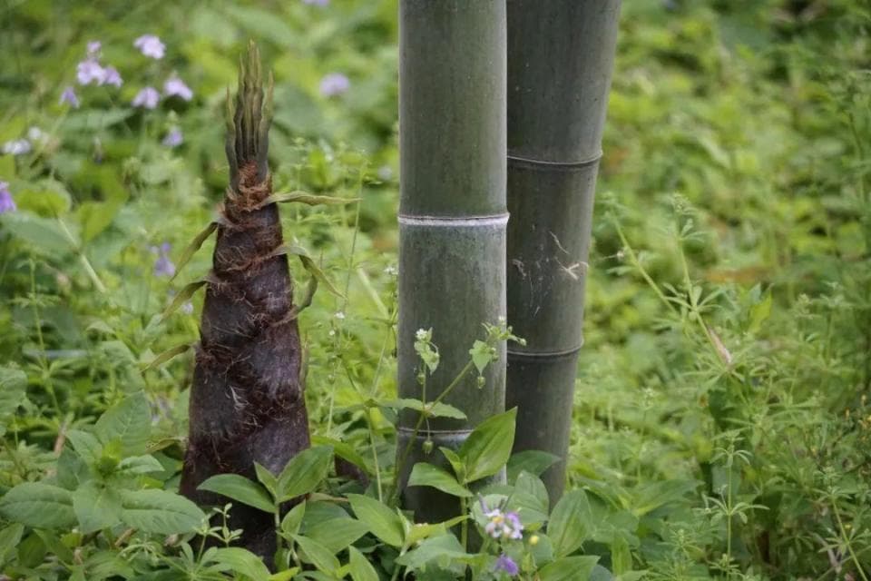 麻嘴的春笋能给孩子吃吗？还有好多时令野菜也不放心……