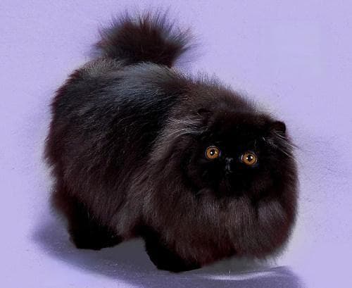 CFA标准：一间合格猫舍应具备的条件