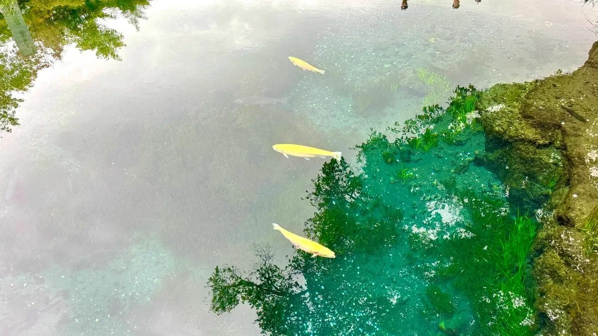 忍野八海：富士山泉水造就的神奇景观