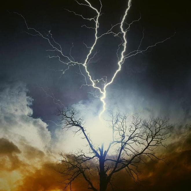 雷击木是什么？有哪些特性？它是怎么来的？