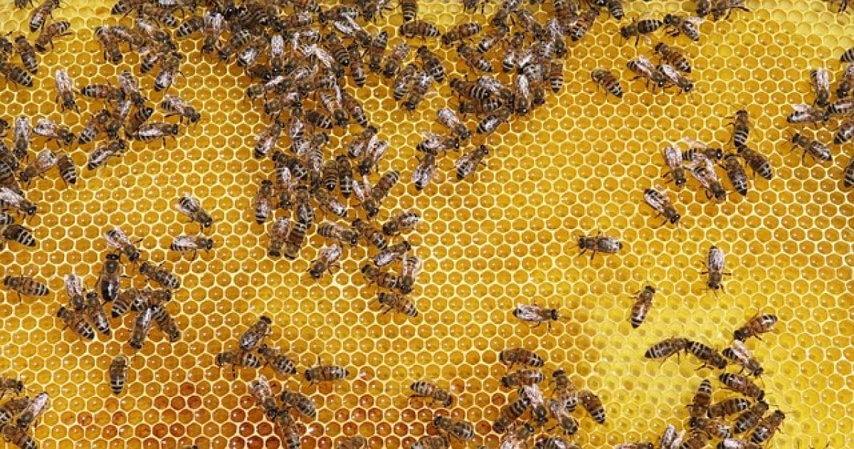 揭秘蜜蜡：从形成过程到广泛应用